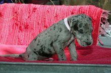 Great Dane Puppies For Sale Image eClassifieds4u 2