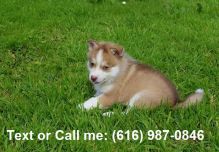 pomsky Puppies text ... 616-987-0846 Image eClassifieds4U