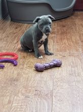 Staffordshire Bull Terrier Puppies For Sale Image eClassifieds4u 2