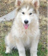 Wolf Hybrid Puppies For Sale Image eClassifieds4u 1