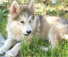 Wolf Hybrid Puppies For Sale Image eClassifieds4u 2