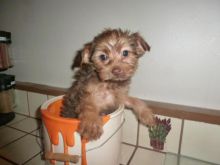 Yorkie Puppies For Sale Image eClassifieds4u 2