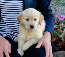 Golden Retriever Puppies For Sale Image eClassifieds4u 1