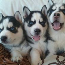 Siberian husky Puppies text ... 616-987-0846 Image eClassifieds4U