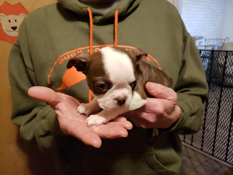 Boston terrier Puppies For Sale Image eClassifieds4u