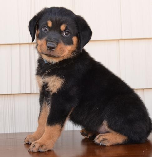 Energetic Rottweiler Puppies Available For Adoption Image eClassifieds4u