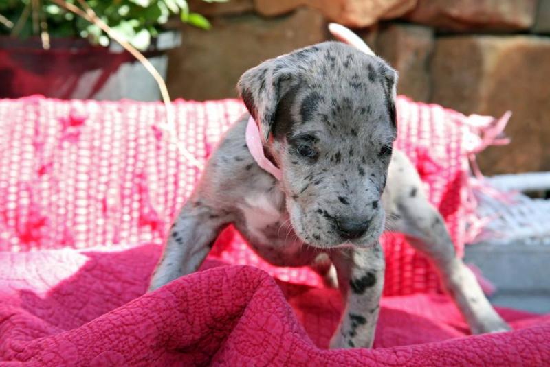 Great Dane Puppies For Sale Image eClassifieds4u