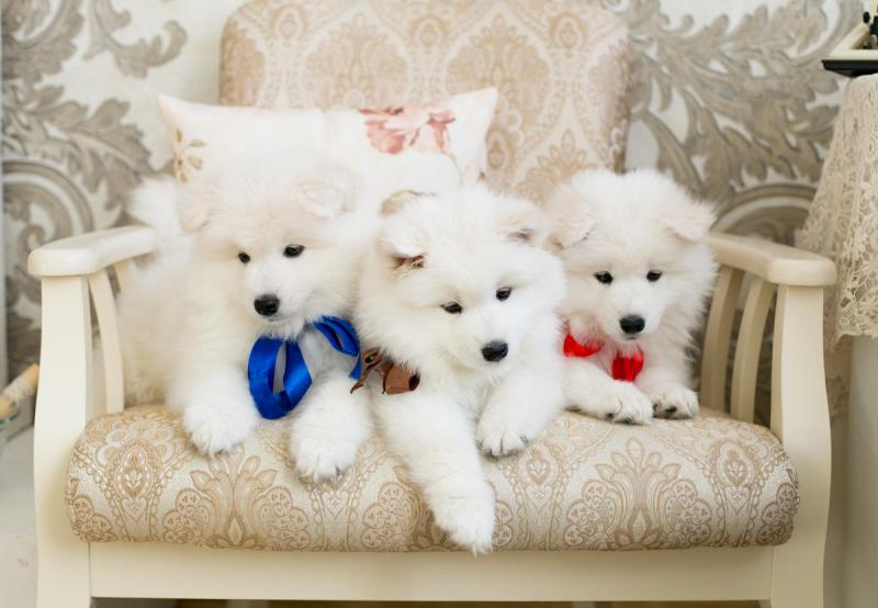 🐕💕 C.K.C SAMOYED PUPPIES 🥰 READY FOR A NEW HOME 💗🍀🍀 Image eClassifieds4u