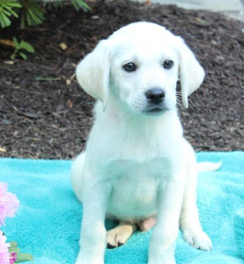 Labrador Retriever Puppies For Re-Homing Image eClassifieds4u