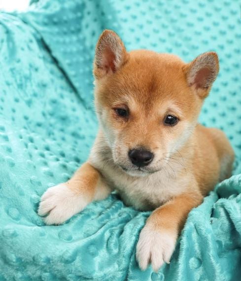 🐕💕C.K.C SHIBA INU PUPPIES 🥰 READY FOR A NEW HOME 💗🍀🍀 Image eClassifieds4u