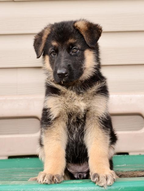 Smart Ckc Reg German Shepherd Puppies Image eClassifieds4u