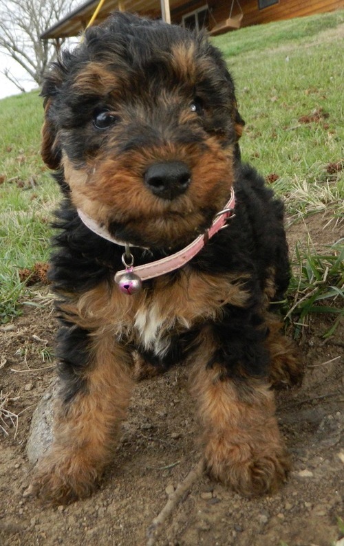 Welsh Corgi Puppies For Sale Image eClassifieds4u