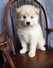 Adorable Pomsky Puppies for Re-Homing