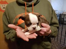 Boston terrier Puppies For Sale