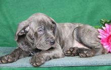 Cane Corso Puppies For Sale