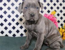 Cane Corso Puppies For Sale