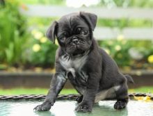 Charming Ckc Reg Pug Puppies For Adoption