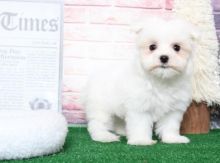 🐕💕 C.K.C MALTESE PUPPIES 🥰 READY FOR A NEW HOME 💗🍀🍀