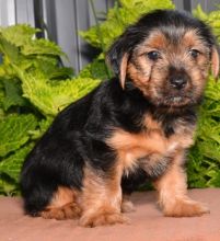 🟥🍁🟥 CANADIAN Teacup Yorkie Puppies For Adoption