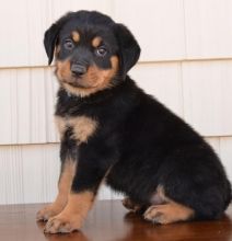 Energetic Rottweiler Puppies Available For Adoption