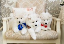 🐕💕 C.K.C SAMOYED PUPPIES 🥰 READY FOR A NEW HOME 💗🍀🍀