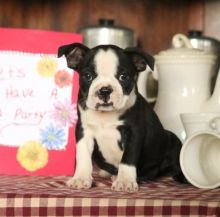 Lovable CKC Reg Boston Terrier Puppies For Adoption