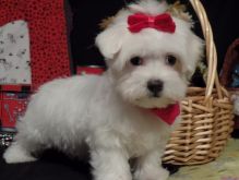 Maltese Puppies For Sale