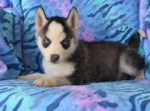 Pedigree Siberian Husky Puppies for Re-Homing