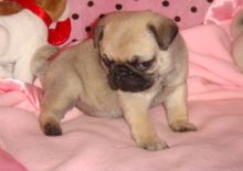 Pug Puppies For Sale