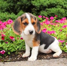 Registered Male and Female Beagle Puppies For Adoption