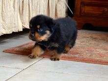 Rottweiler Puppies For Sale