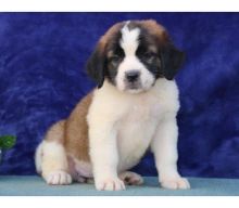 Saint Bernard Puppies For Sale