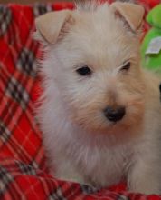 Scottish terrier Puppies For Sale