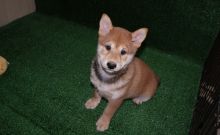 Shiba Inu Puppies For Sale
