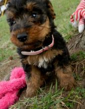 Welsh Corgi Puppies For Sale