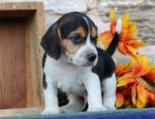 Beagle Puppies For Sale Image eClassifieds4U