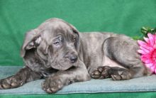 Cane Corso Puppies For Sale Image eClassifieds4U