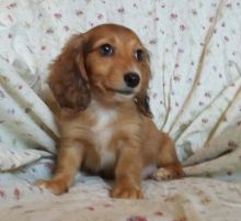 Dachshund puppies For Sale Image eClassifieds4u 2