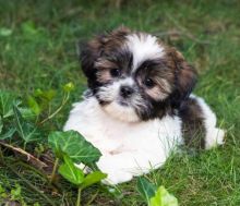 🟥🍁🟥 CANADIAN SHIH TZU PUPPIES 🥰 READY FOR A NEW HOME 💗🍀🍀 Image eClassifieds4u 1