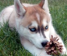 Great Dane Puppies For Sale Image eClassifieds4u 1