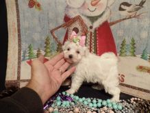 Maltese Puppies For Sale Image eClassifieds4U