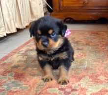 Rottweiler Puppies For Sale Image eClassifieds4u 2