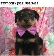 Rottweiler Puppies For Sale Image eClassifieds4U