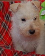 Scottish terrier Puppies For Sale Image eClassifieds4u 1