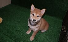 Shiba Inu Puppies For Sale Image eClassifieds4U