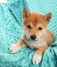 🐕💕C.K.C SHIBA INU PUPPIES 🥰 READY FOR A NEW HOME 💗🍀🍀 Image eClassifieds4U
