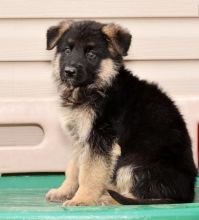 Smart German Shepherd Puppies For Adoption Image eClassifieds4U