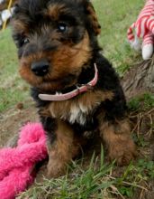 Welsh Corgi Puppies For Sale Image eClassifieds4U