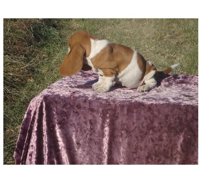 Basset Hound Puppies For Sale Image eClassifieds4u