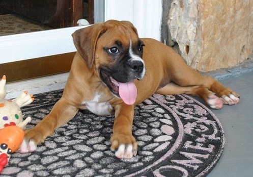 Boxer Puppies For Sale Image eClassifieds4u